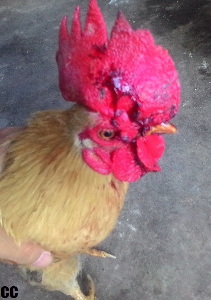 Ayam Preman: Ayam Jago ini Demen Banget Berantem Sampai Berdarah-Darah z