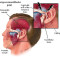 Meyembuhkan TMJ-D (Temporo Mandibular Joint) Disorder: Cepat dan Gratis